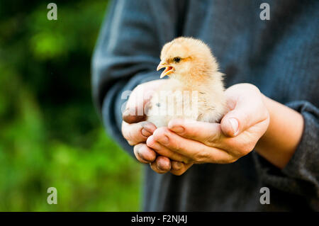 Caucasian farmer holding chick Stock Photo