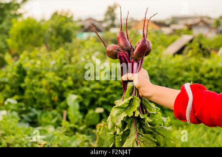 Caucasian farmer holding fresh beets in garden Stock Photo