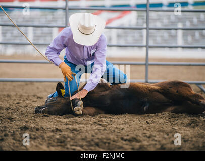 Caucasian cowboy tying cattle in rodeo Stock Photo