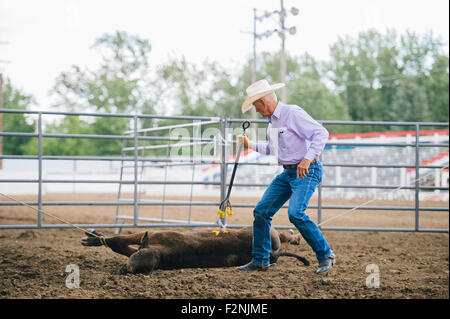 Caucasian cowboy branding cattle in rodeo Stock Photo