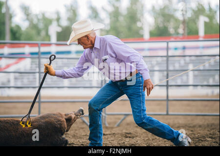 Caucasian cowboy branding cattle in rodeo Stock Photo