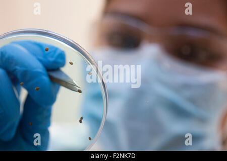 Mixed race scientist examining samples in laboratory Stock Photo