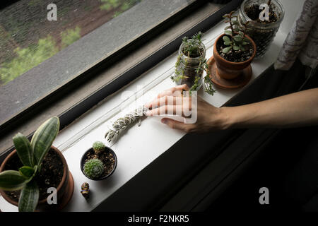 Close up of hand arranging plants in windowsill Stock Photo