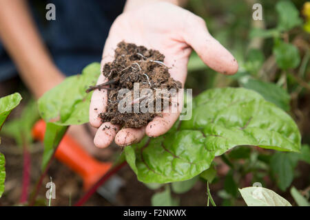 Caucasian gardener holding clump of dirt Stock Photo