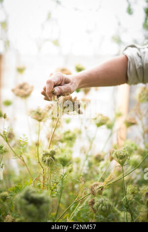 Caucasian woman harvesting flower seeds in garden Stock Photo