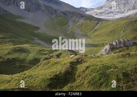 Cattle grazing on Albulapasse, Switzerland Stock Photo