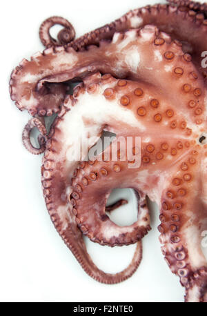 Boiled octopus on white background Stock Photo