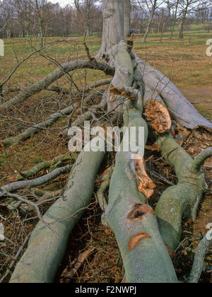 Storm wind damaged tree beech shattered in high winds UK South of England Stock Photo