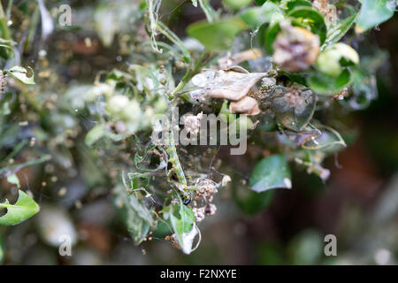 Caterpillar of Box tree moth (Cydalima perspectalis) damaging leaves of Boxwood (Buxus sempervirens) Stock Photo