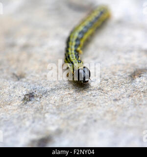 Caterpillar of Box Tree Moth (Cydalima perspectalis) Stock Photo