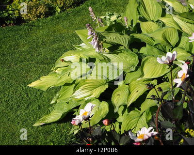 Large skipper butterfly on fresh green hosta leaves at Chenies Manor Garden in June. Stock Photo