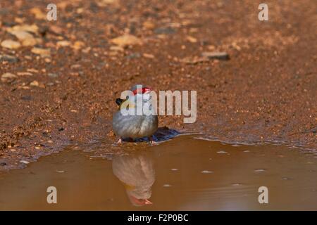 The red-browed finch (Neochmia temporalis) Stock Photo