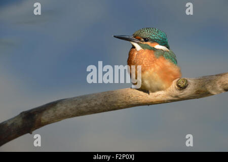 Cute Common Kingfisher / Kingfisher / Eisvogel ( Alcedo atthis ) sitting in a spotlight in front of clean nice blue background. Stock Photo