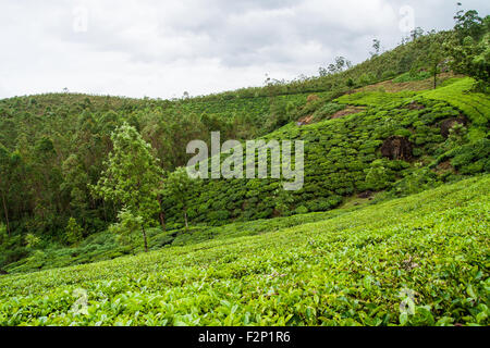 Tea plantations munnar india Stock Photo