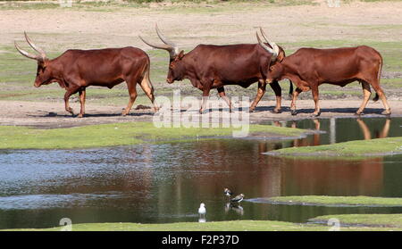 African Watusi cattle (Bos taurus africanus), a.k.a. Ankole-Watusi longhorns or Sanga cattle. Stock Photo