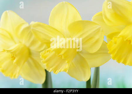 Narcissus  'Avalon'  Daffodil  Division 2 Large-cupped  March Stock Photo