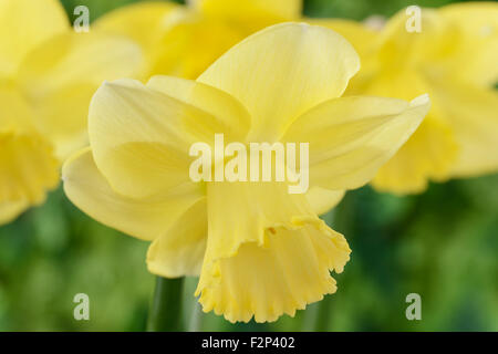 Narcissus  'Avalon'  Daffodil  Division 2 Large-cupped  March Stock Photo
