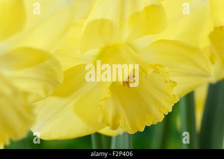 Narcissus  'Avalon'  Daffodil  Division 2 Large-cupped  April Stock Photo