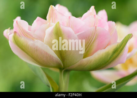 Tulipa  'Peach Blossom'  Tulip  Double Early Group  March Stock Photo