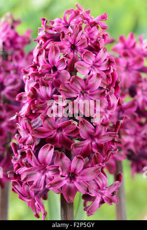 Hyacinthus orientalis  'Woodstock'  Hyacinth  April Stock Photo