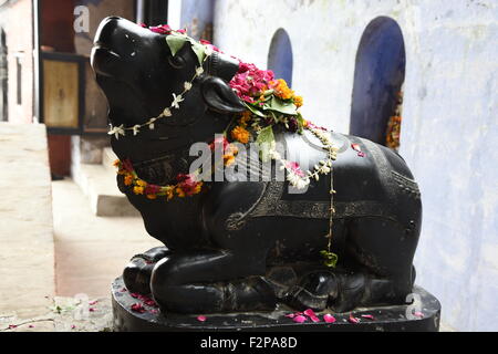 shiva or pashupatinath sacred Nandi full side face Black color with Flower Varanasi Uttar Pradesh India Asia or the sacred bull