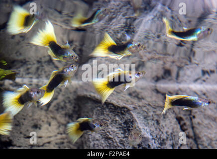Dortmund, Germany. 22nd Sep, 2015. BVB-Guppies (Poecilia reticulata ssp.), a new variety of guppy named after German football club Borussia Dortmund due to their black-and-yellow colouring, in an aquarium at the zoo in Dortmund, Germany, 22 September 2015. The fish, which originate from South America, are being used to promote the 'Aqua Expo Tage' trade exhibition, which runs from 2-4 October in Dortmund. PHOTO: BERND THISSEN/DPA/Alamy Live News Stock Photo