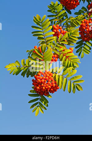 Ripe rowan (Sorbus aucuparia) berries in Finland. Stock Photo