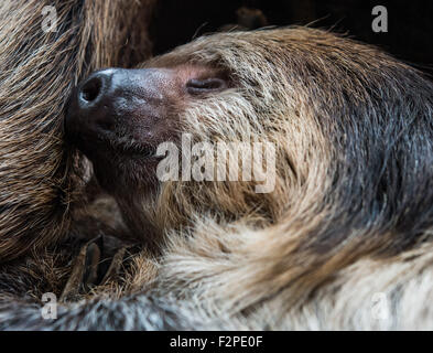 Dortmund, Germany. 22nd Sep, 2015. A Linne's two-toed sloth sleeping in the zoo in Dortmund, Germany, 22 September 2015. The nocturnal animals spend most of the day asleep. PHOTO: BERND THISSEN/DPA/Alamy Live News Stock Photo