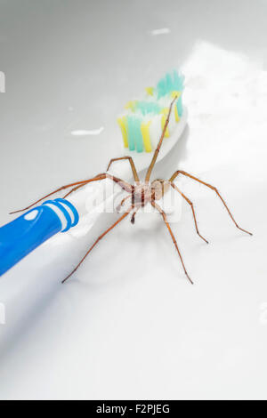 House Spider Tegenaria gigantea on Toothbrush