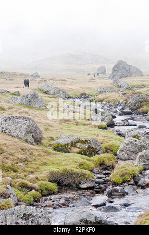 River in Riutort Valley, near Laparan lake, in a foggy day. French Pyrenees. Ariege. France. Stock Photo