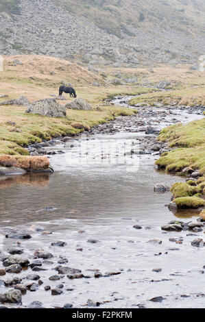 River in Riutort Valley, near Laparan lake, in a foggy day. French Pyrenees. Ariege. France. Stock Photo