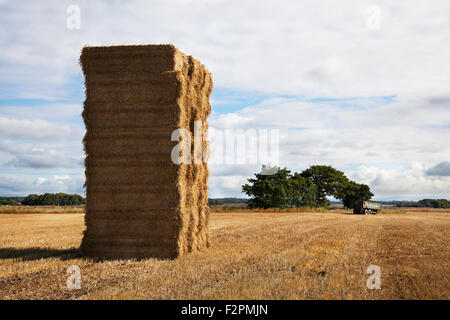 Burscough, Lancashire, UK. 22nd September, 2015.   UK Weather. Field of square tall traditional stacked square straw bales in recently harvested field. Stock Photo