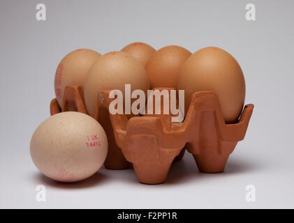 brown British eggs in rack Stock Photo - Alamy