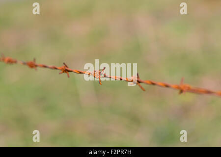 Close up detail of rusty barbed wire fence, UK Stock Photo