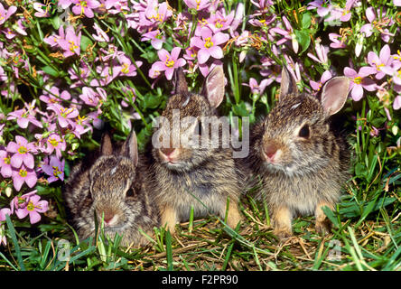 Three baby cottontail rabbits, Sylvilagus floridanus, hide in pink dianthus flowers at the border of the lawn, Missouri USA Stock Photo