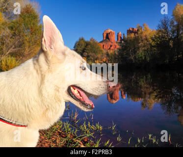 White German Shepherd hiking in Sedona, with Cathedral Rock in distance Stock Photo