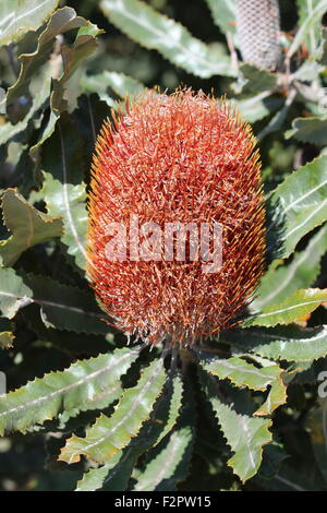 Banksia menziesii or also known as Firewood Banksia Stock Photo