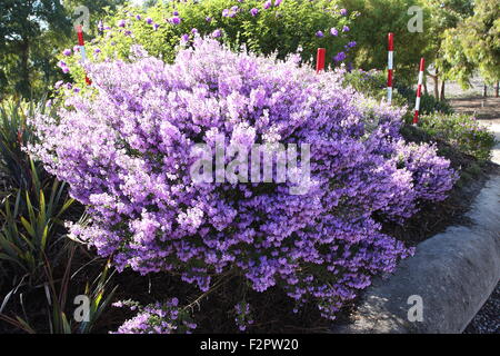 Prostanthera incisa or known as Mint fresh Stock Photo