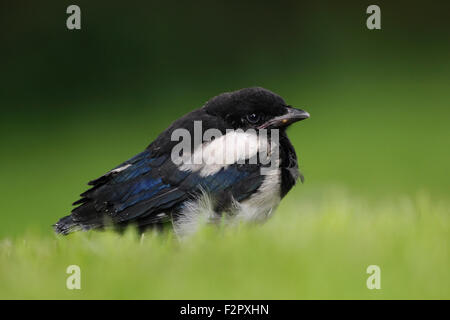 Very young Eurasian Magpie / Elster ( Pica pica ) sits in green grass on the ground waiting for food. Stock Photo