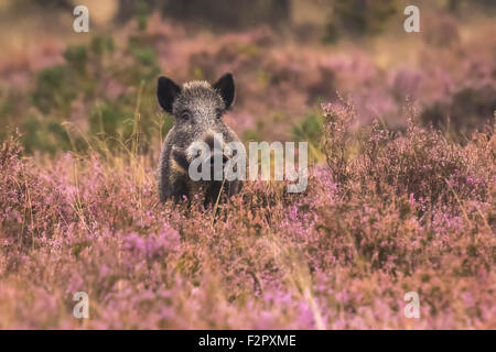 A wild boar, swine or pig (Sus scrofa) foraging in a field with purple heather blooming with a forest on the background.. Nation Stock Photo
