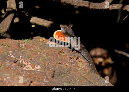 Brown Anole (Anolis sagrei) sitting on a rock under a hedge displaying its dewlap in Kihei, Maui, Hawaii, in July Stock Photo