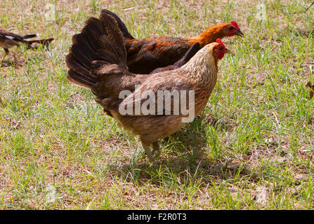 Feral chickens (Gallus gallus domesticus) at Makena Landing Park, Maui, Hawaii in July Stock Photo