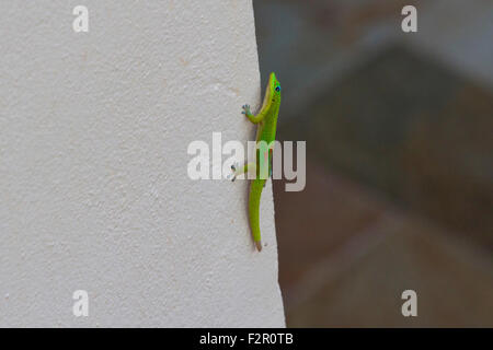 Gold Dust Day Gecko (Phelsuma laticauda) on a wall in Kihei, Maui, Hawaii in July Stock Photo