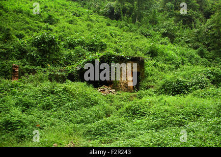 old abandoned house in green forest Stock Photo