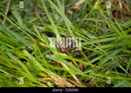A frog hides in the grass taken near Shelton, WA, USA. Stock Photo