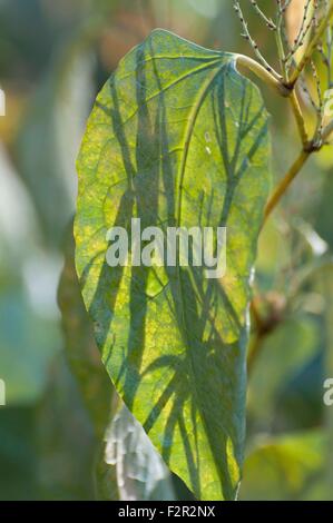 These large green leaves are slowly dying off for the winter at McLane Creek Trail located in Olympia, WA, Thurston County, USA. Stock Photo