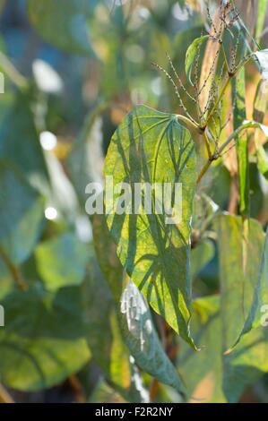 These large green leaves are slowly dying off for the winter at McLane Creek Trail located in Olympia, WA, Thurston County, USA. Stock Photo
