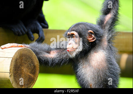 Joyful Baby Chimp Stock Photo