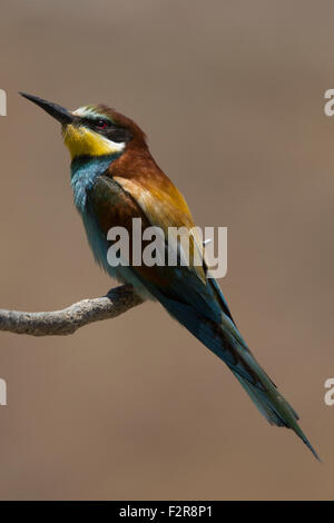 European Bee-eater Stock Photo