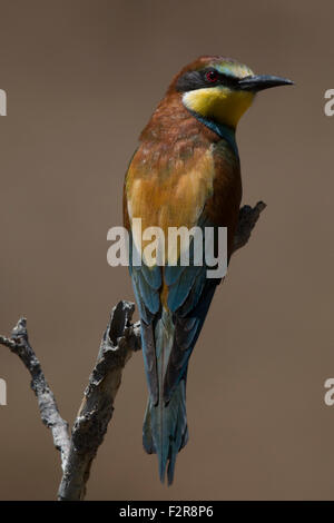 European Bee-eater Stock Photo